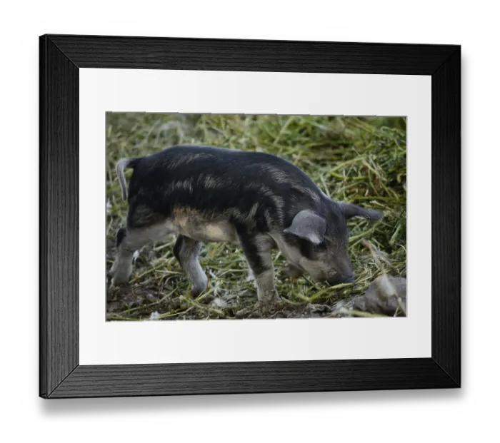 Framed Print : Mangalitza pig, piglet of the Hungarian pig breed