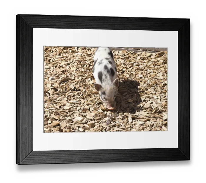 Framed Print : Pig breed with black spots - young Turopolje pig outdoors on wood chips