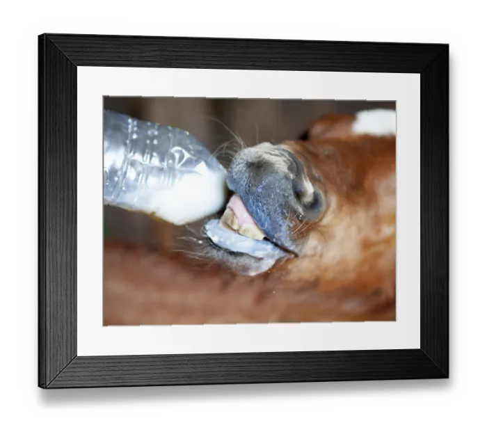 Framed Print : Feeding of little foal from bottle