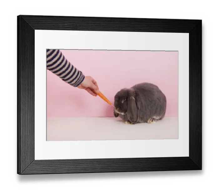 Framed Print : Rabbit French lop eating fresh carrot on pink background
