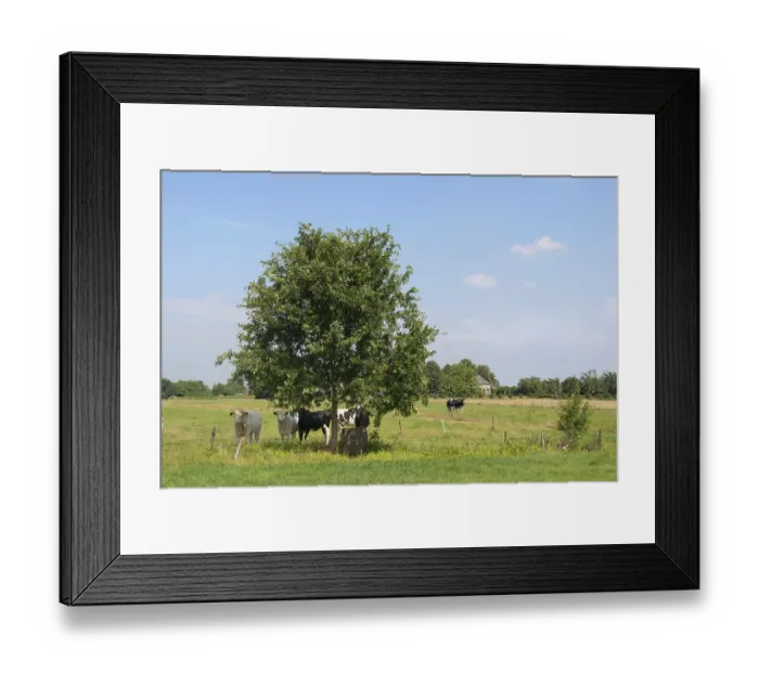 Framed Print : Dutch cows in landscape with tree