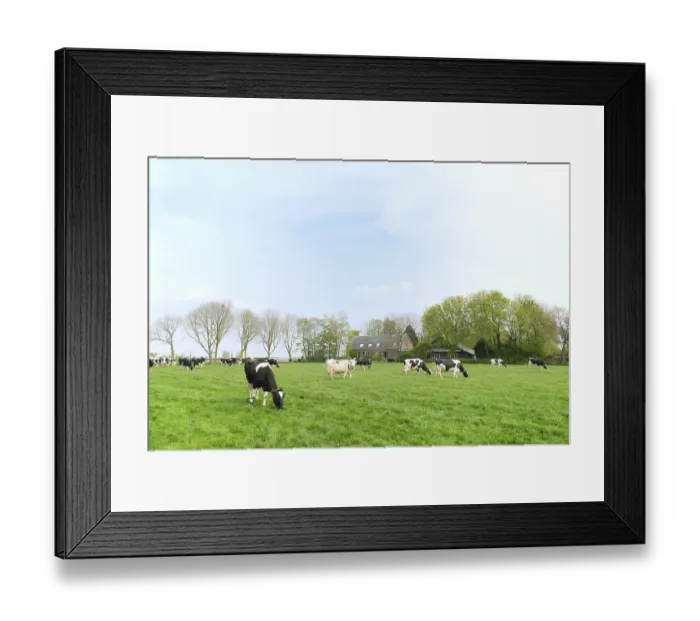 Framed Print : Typical Dutch cows in landscape with farm house