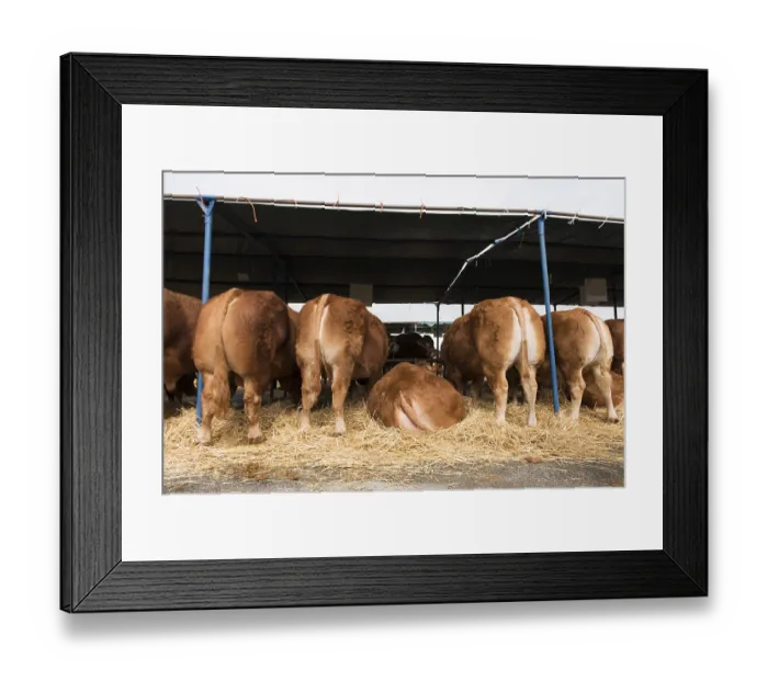Framed Print : French Limousin bulls and cows in barn Framed Print : French Limousin bulls and cows in barn