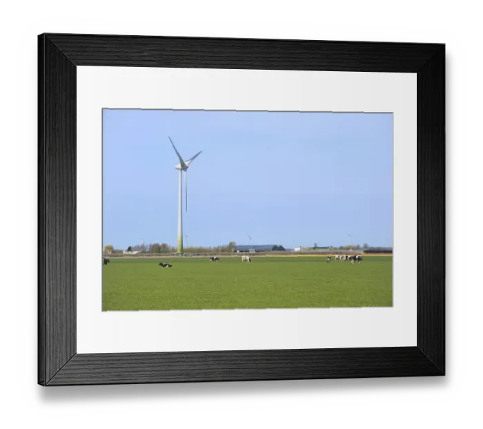 Framed Print : Typical Dutch landscape with cows and wind turbines