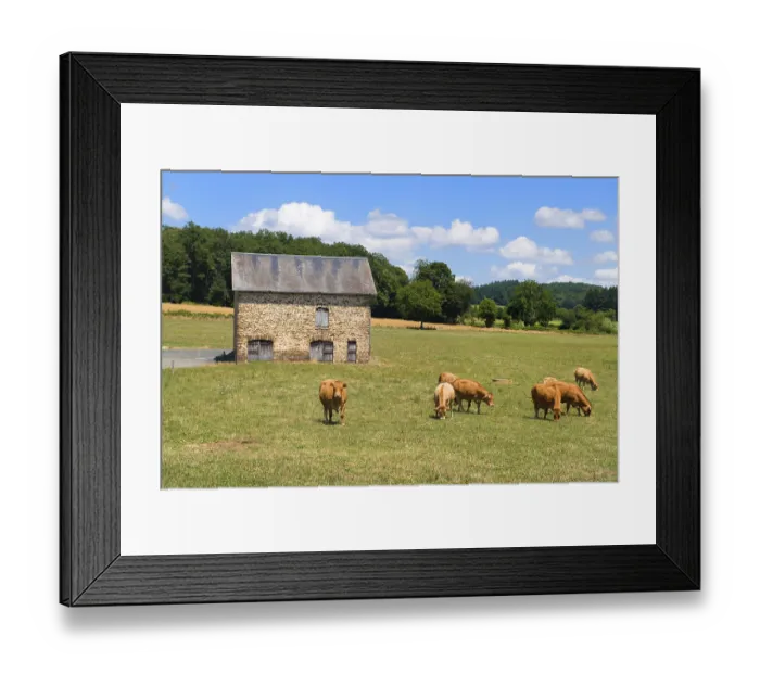 Framed Print : Brown Limousine cows in French landscape in front of barn