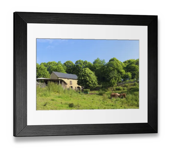 Framed Print : French barn with brown Limousin cows