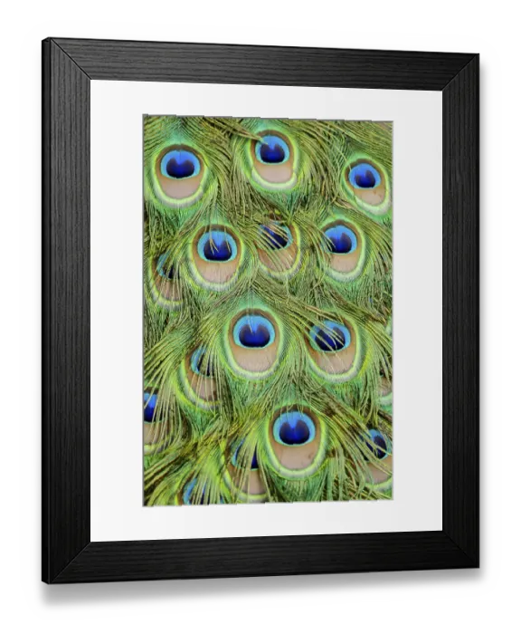 Framed Print : Peacock feather on black background Framed Print : Peacock feather on black background