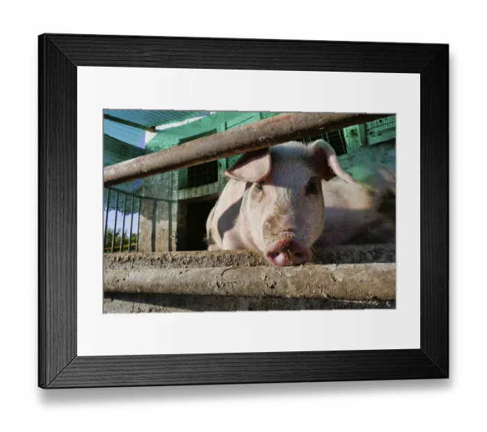 Framed Print : Pig on farm, photo as a background Framed Print : Pig on farm, photo as a background