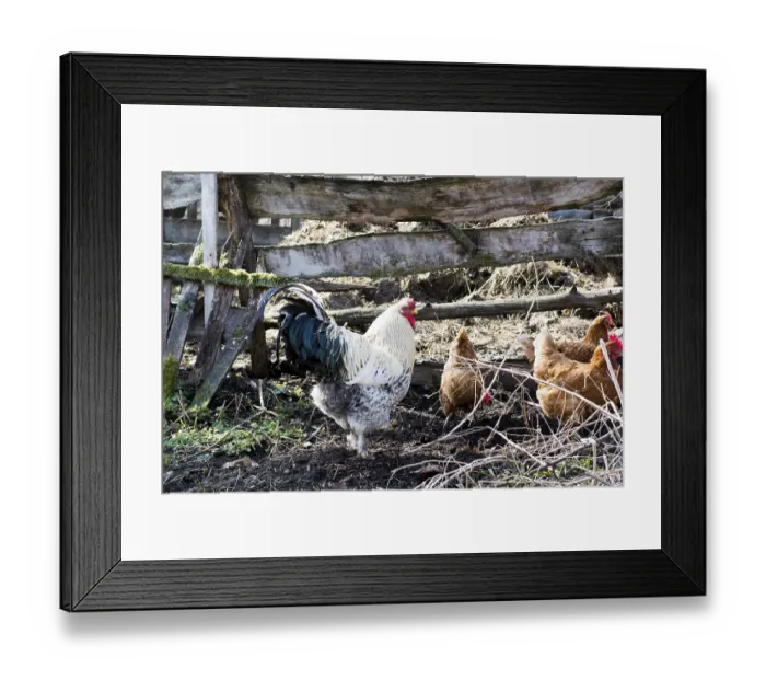 Framed Print : Hens and rooster feed on the traditional rural barnyard at sunny day