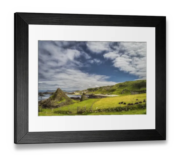 Framed Print : Heard of cows resting on green field of beautiful Causeway Coast at Ballintoy Harbour and cottage