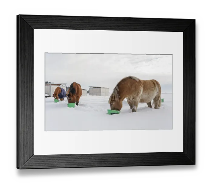 Framed Print : Group of brown horses eating from green buckets on snow covered field