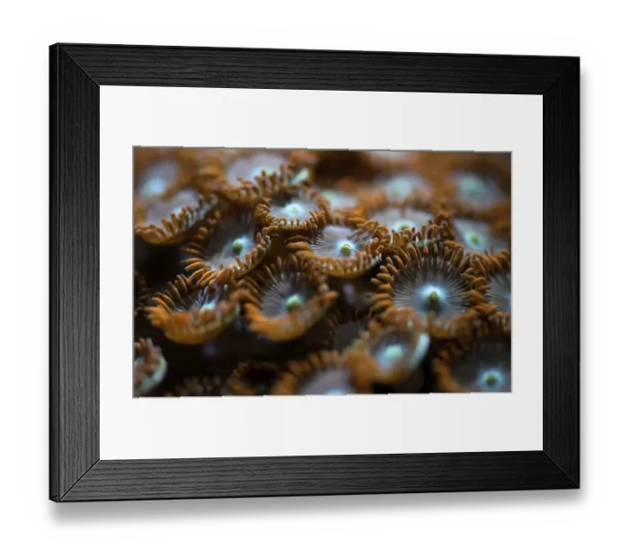 Framed Print : Underwater photo - orange flower like soft corals