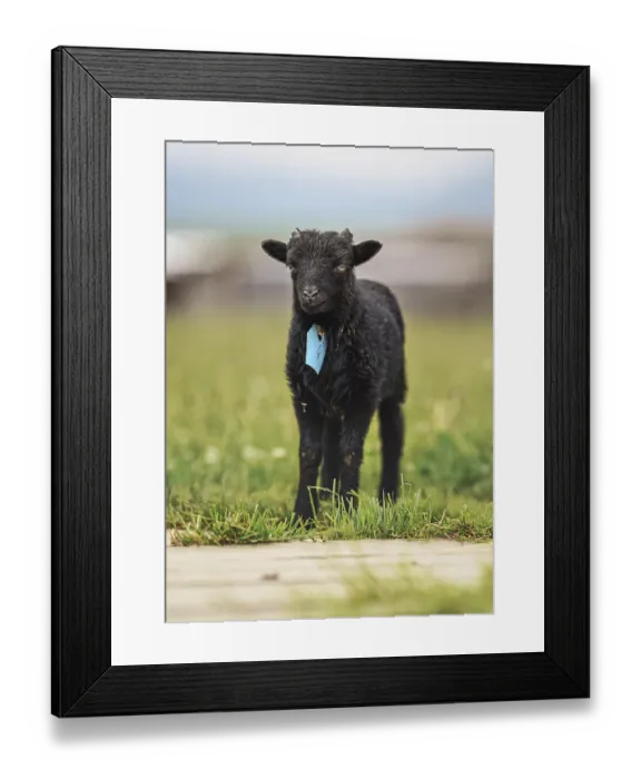 Framed Print : Small black ouessant or Ushant sheep lamb on green spring grass