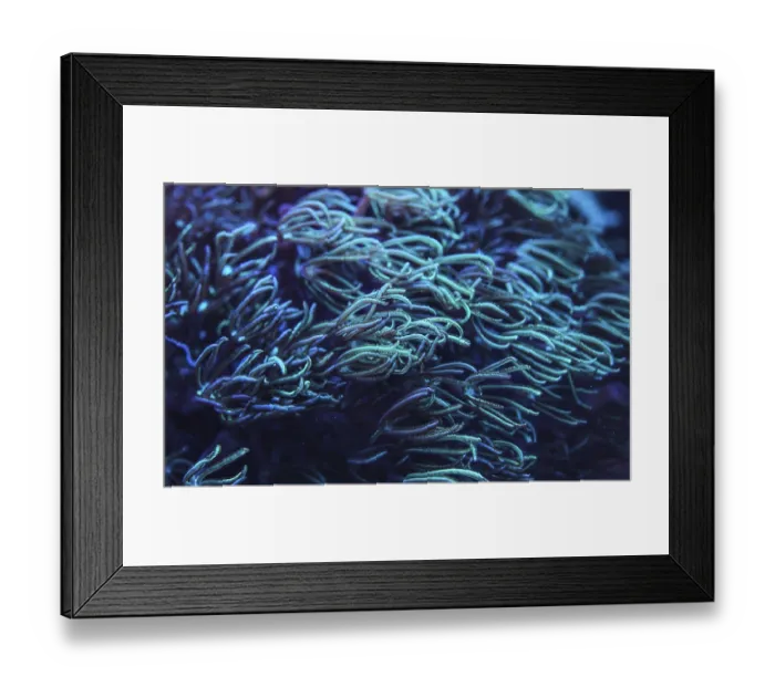 Framed Print : Underwater photo - coral with tentacles emitting blue under UV light