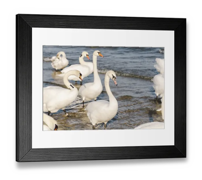 Framed Print : Swans and seagulls at the Baltic sea beach in Sopot Framed Print : Swans and seagulls at the Baltic sea beach in Sopot