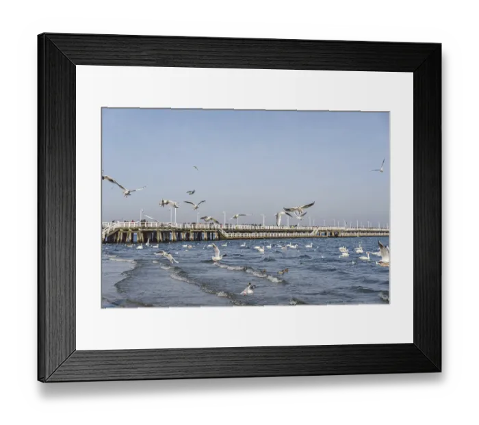 Framed Print : Swans and seagulls at the Baltic sea beach in Sopot Framed Print : Swans and seagulls at the Baltic sea beach in Sopot