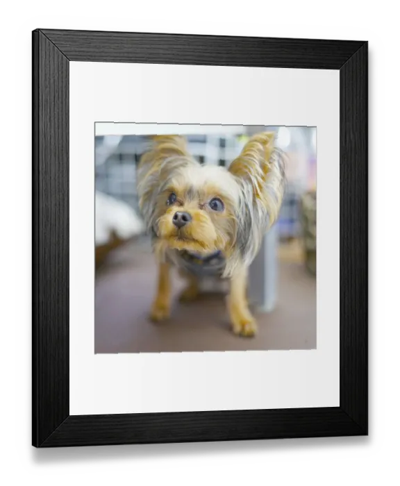 Framed Print : Cute Yorkshire terrier (companion animals)