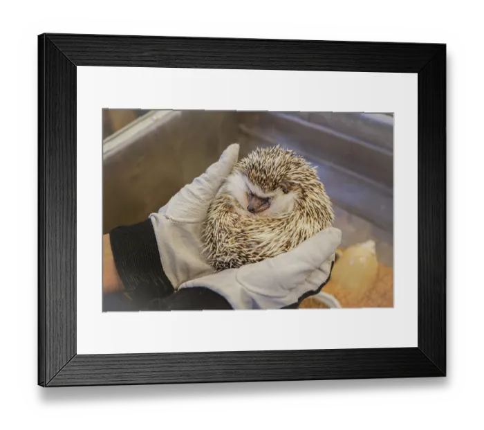Framed Print : Cute image of hedgehog (Four-toed hedgehog) Framed Print : Cute image of hedgehog (Four-toed hedgehog)