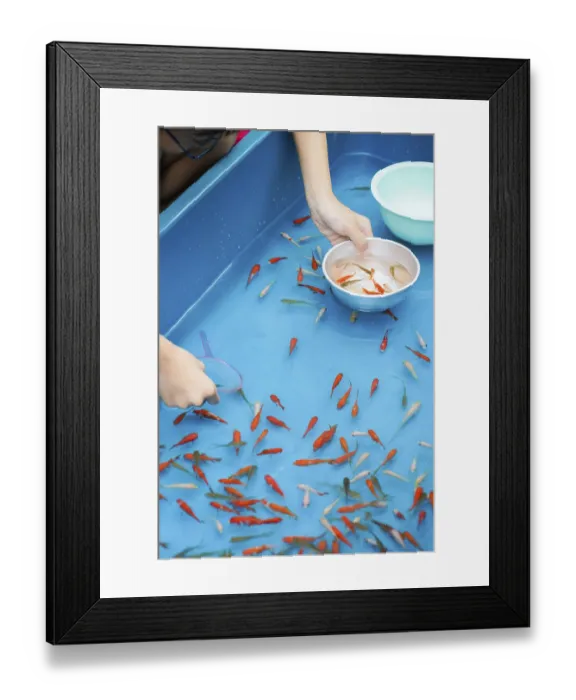 Framed Print : Image of goldfish salvation of summer festival
