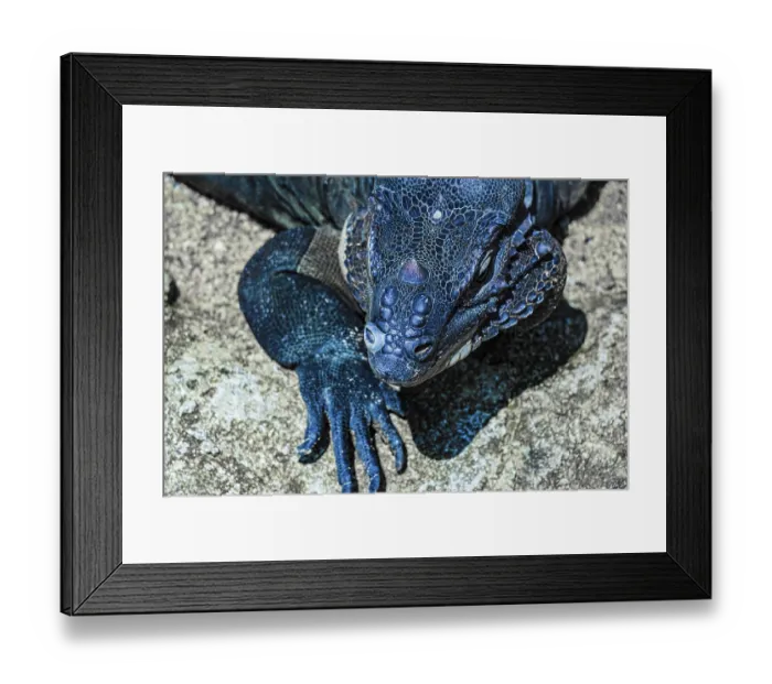Framed Print : Walk the jungle Komodo dragon Singapore
