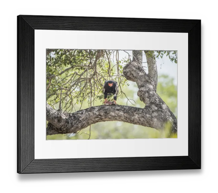 Framed Print : Bateleur eating in a tree in the Kruger National Park