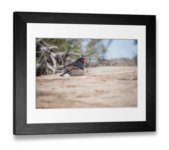 Framed Print : Bateleur standing on a koppie in the Kruger National Park Framed Print : Bateleur standing on a koppie in the Kruger National Park