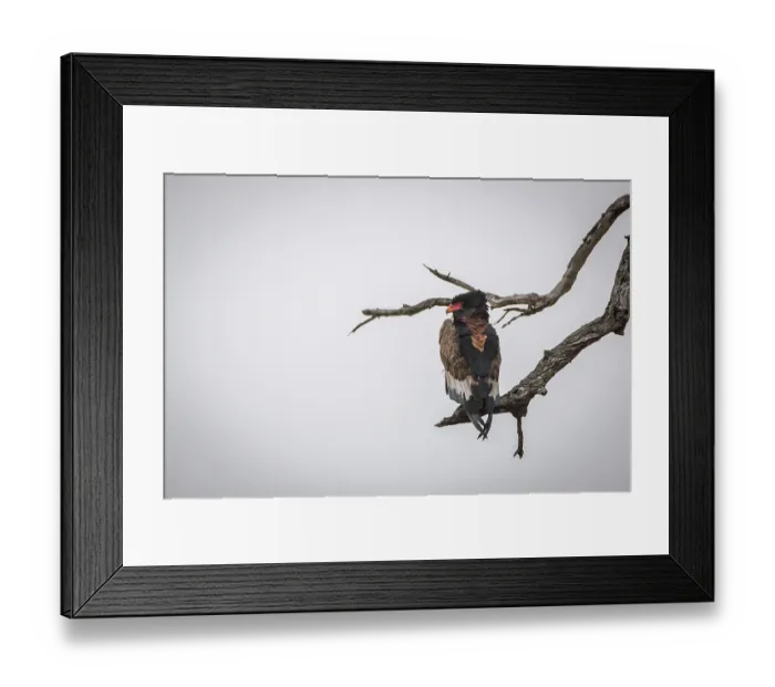 Framed Print : Bateleur resting on a branch in the Kruger National Park
