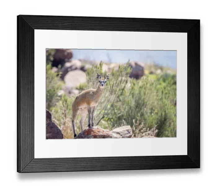 Framed Print : A Klipspringer on top of a rock in the Marakele National Park