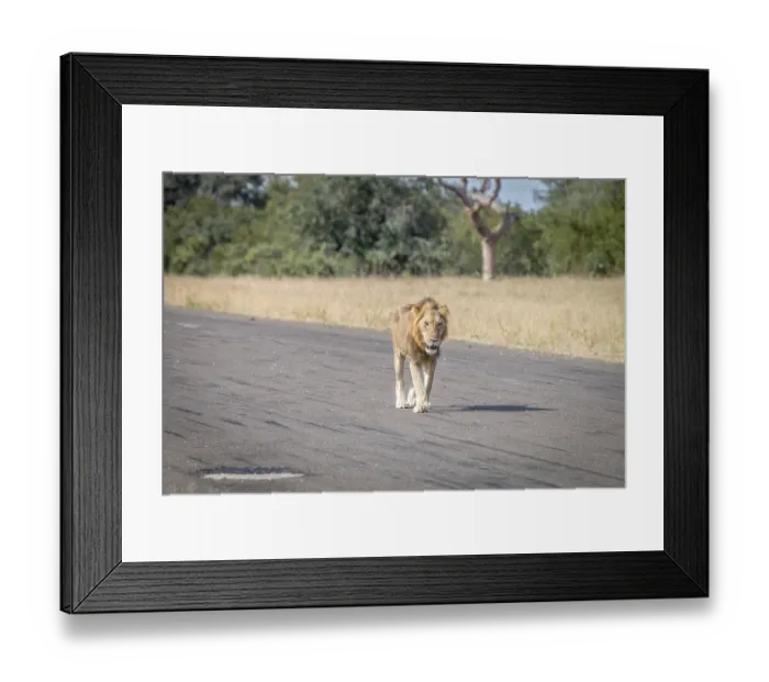 Framed Print : A Lion walking on the airstrip in the Sabi Sand Game Reserve Framed Print : A Lion walking on the airstrip in the Sabi Sand Game Reserve
