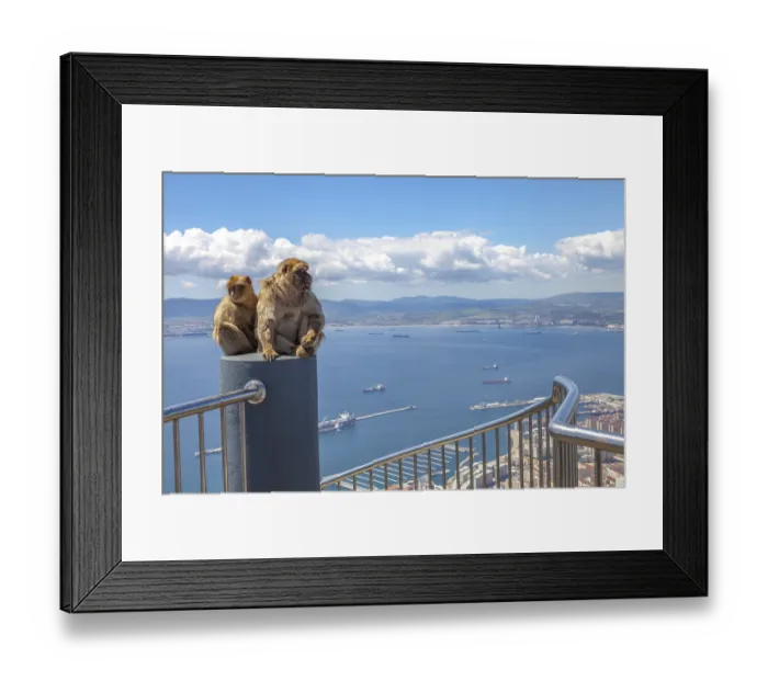 Framed Print : The famous wild macaques of Upper Rock Natural Reserve in Gibraltar Rock