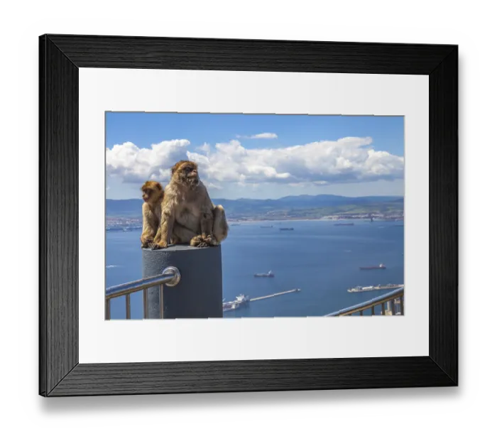 Framed Print : The famous wild macaques of Upper Rock Natural Reserve in Gibraltar Rock Framed Print : The famous wild macaques of Upper Rock Natural Reserve in Gibraltar Rock