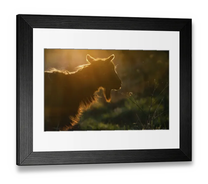 Framed Print : Silhouette of a goat head in sunset light