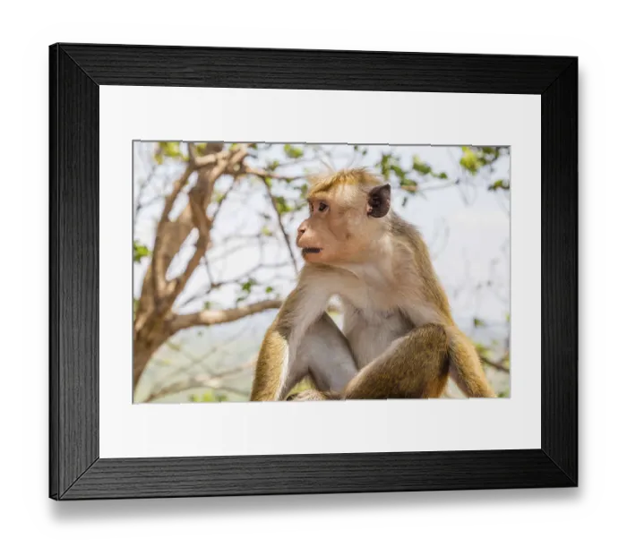 Framed Print : Red faces macaque on top of the SIgiriya mountain in Sri Lanka Framed Print : Red faces macaque on top of the SIgiriya mountain in Sri Lanka