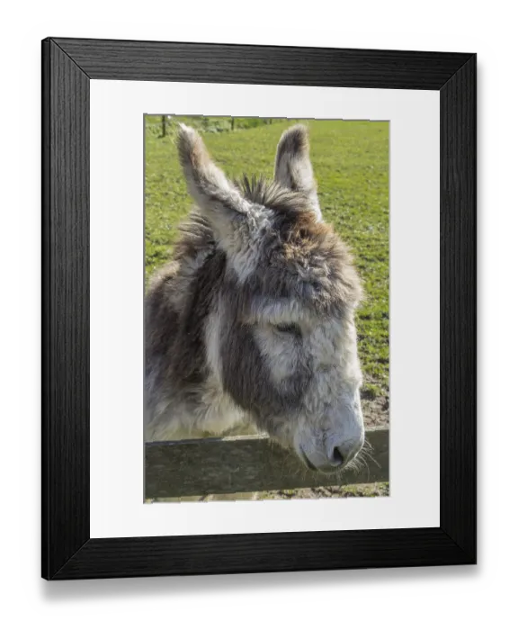 Framed Print : CKoseup of a grey brown donkey head standing at a gate Framed Print : CKoseup of a grey brown donkey head standing at a gate