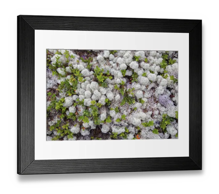 Framed Print : Background White reindeer moss an important food source in arctic regions for reindeer Framed Print : Background White reindeer moss an important food source in arctic regions for reindeer