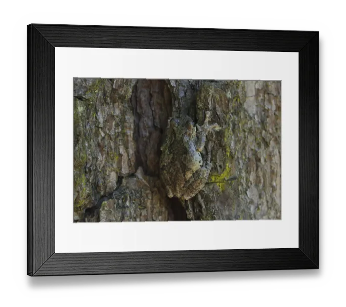 Framed Print : Gray Tree Frog Hyla chrysoscelis on pine tree in Eastern Texas Framed Print : Gray Tree Frog Hyla chrysoscelis on pine tree in Eastern Texas