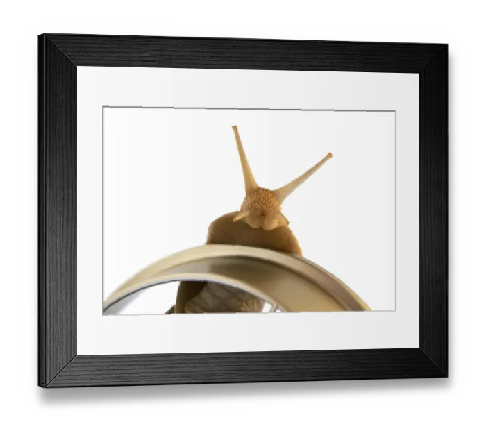 Framed Print : Edible snail isolated on the white background Framed Print : Edible snail isolated on the white background
