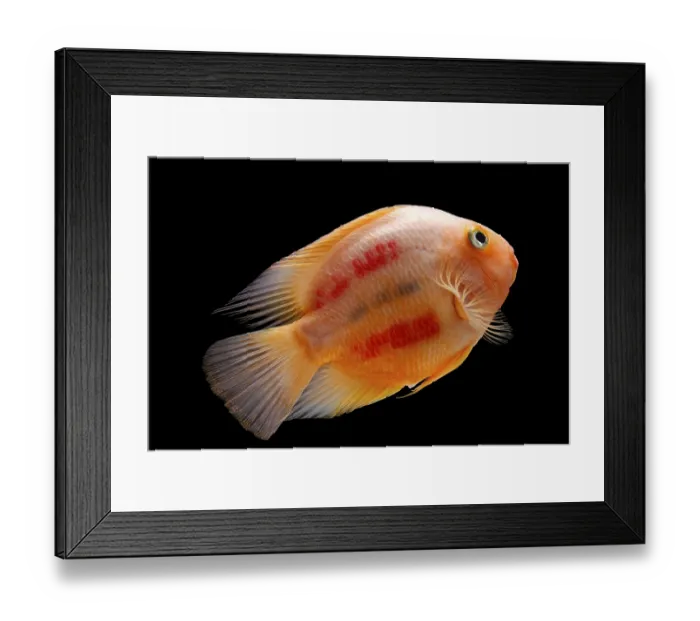 Framed Print : Painted blood parrot cichlids (Cichlasoma sp)