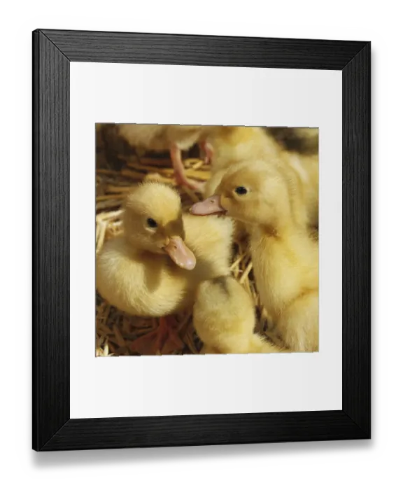 Framed Print : Several small amusing yellow ducklings on the litter of straw