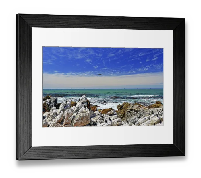 Framed Print : Cape Cormorants at Boulders Beach in Simons Town on the Cape Peninsula in South Africa
