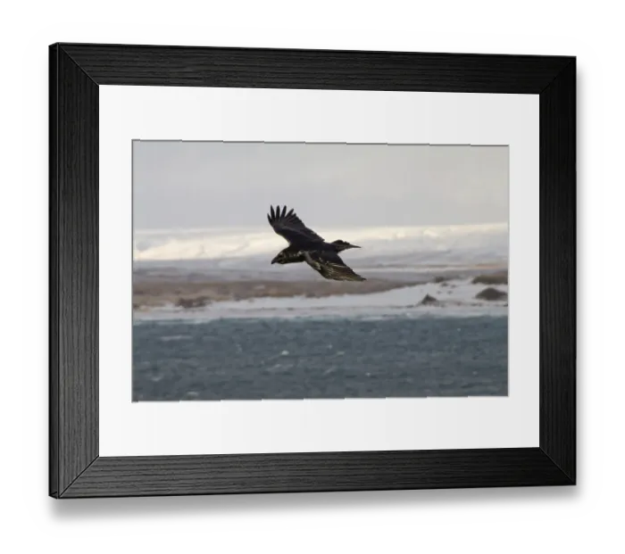 Framed Print : Raven in flight over ocean (Commander Islands) Framed Print : Raven in flight over ocean (Commander Islands)
