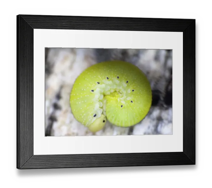 Framed Print : Green caterpillar on bark. macro