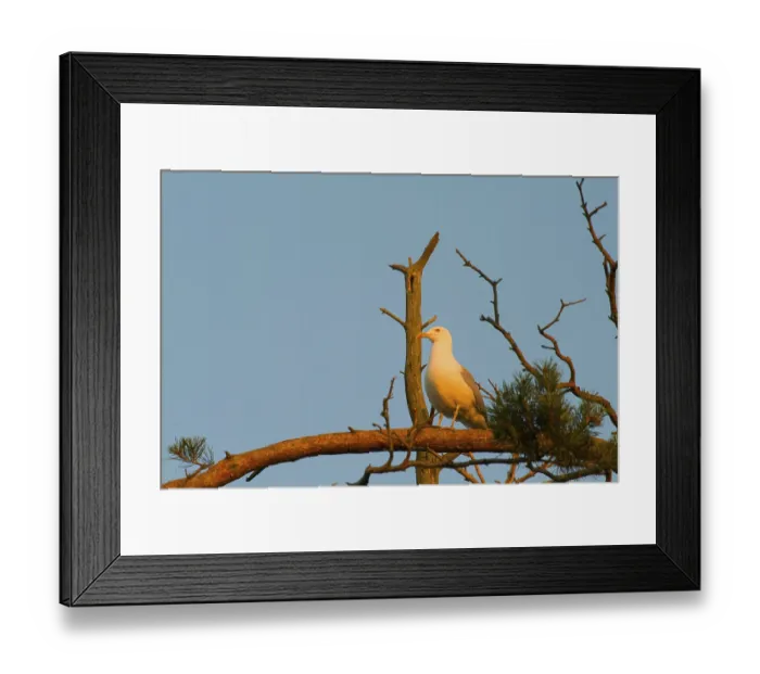 Framed Print : Seagull big white on a branch. colony of birds