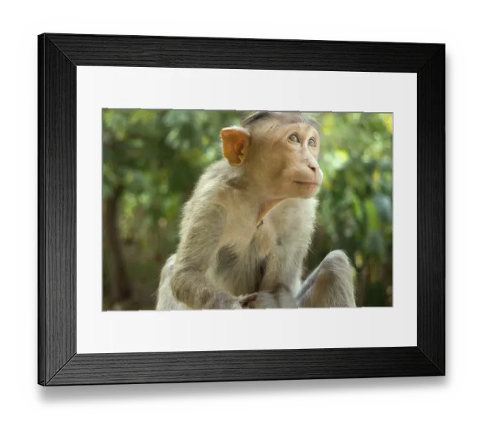 Framed Print : Indian macaques, bonnet macaques Framed Print : Indian macaques, bonnet macaques