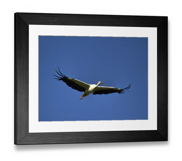 Framed Print : Flying white stork (Ciconia ciconia) close up of blue sky