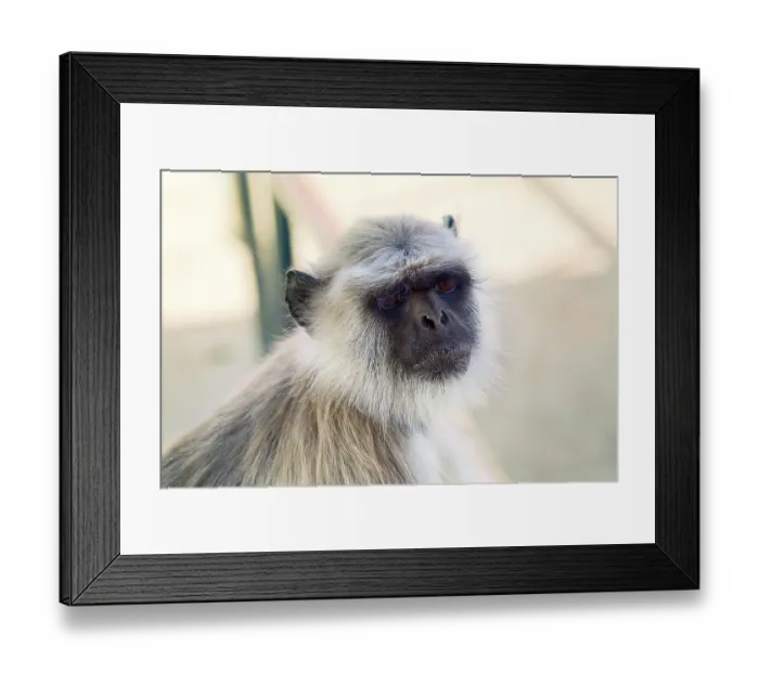 Framed Print : Langur monkey portrait on the background of ancient temple buildings