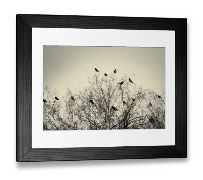 Framed Print : Hooded crows gathered overnight in city Park at spring