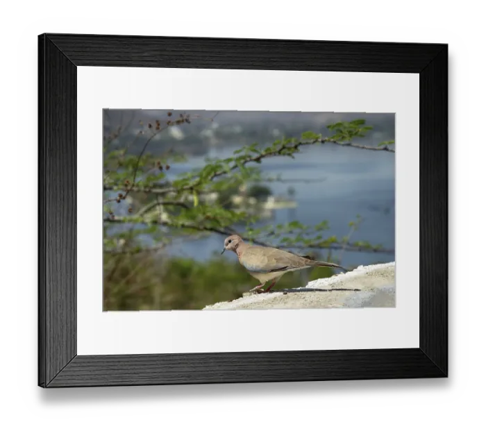 Framed Print : Birds Of India. Senegal turtle dove (Streptopelia senegalensis) Framed Print : Birds Of India. Senegal turtle dove (Streptopelia senegalensis)