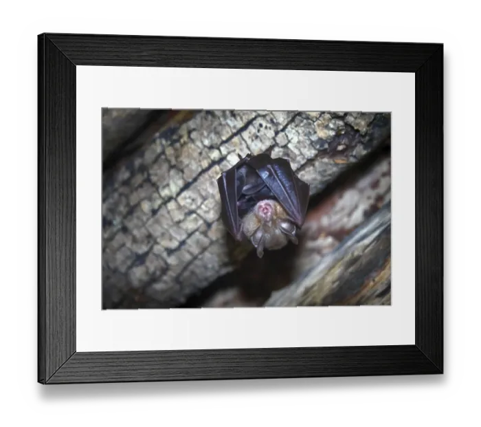 Framed Print : Greater horseshoe bat (Rhinolophus ferrumequinum) under the roof of an abandoned house Framed Print : Greater horseshoe bat (Rhinolophus ferrumequinum) under the roof of an abandoned house