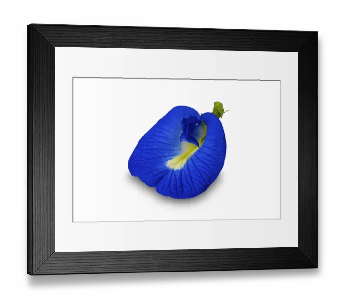 Framed Print : Front view of blooming single blue butterfly pea flower or Clitoria ternatea flower isolated on white bacjground with